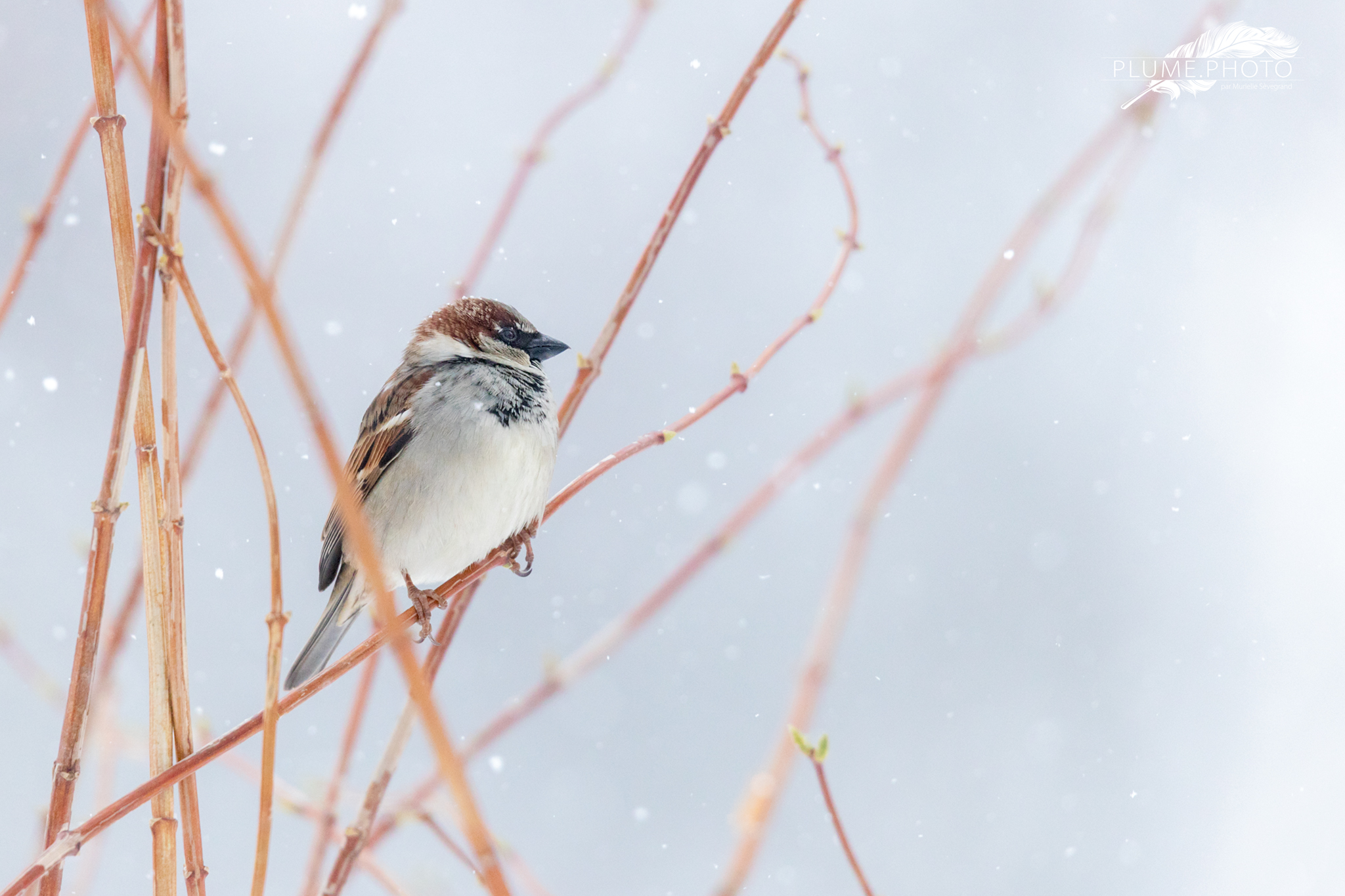 Moineau sous la neige - Mars 2018