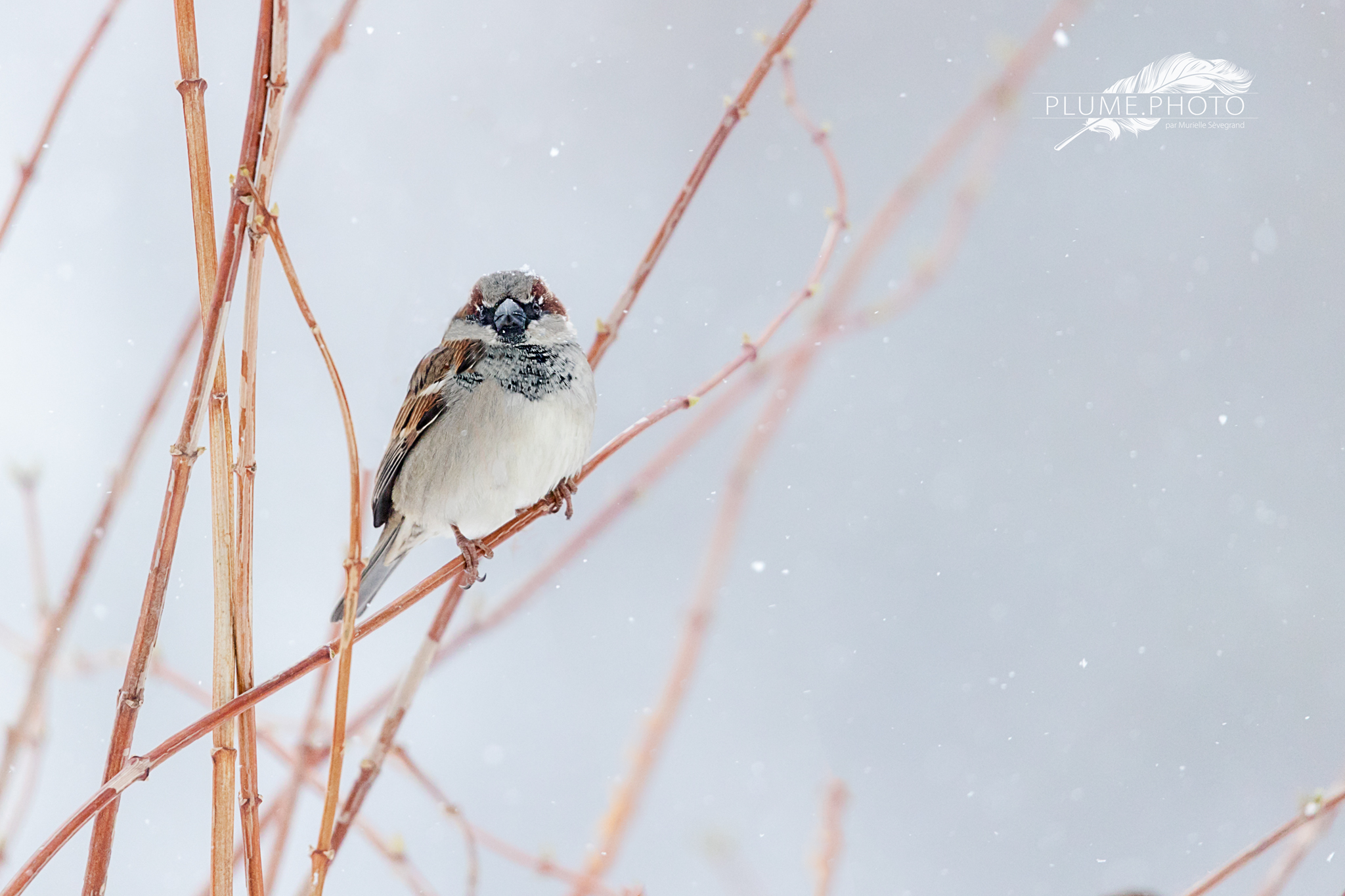 Moineau sous la neige - Mars 2018