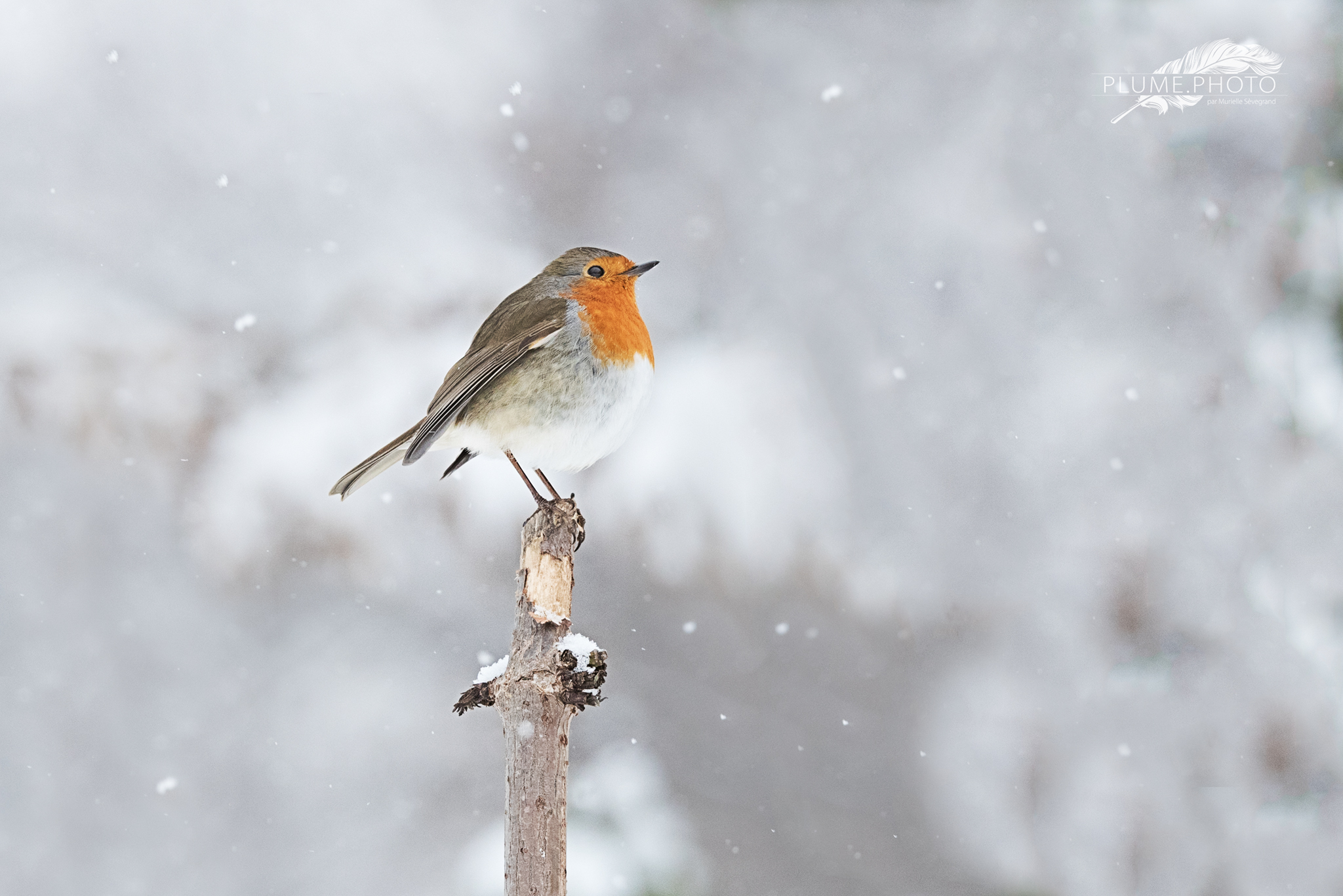 Rouge-gorge sous la neige - Mars 2018