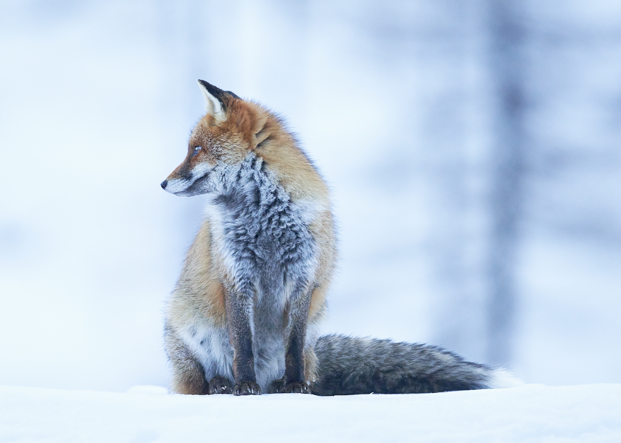 Renard