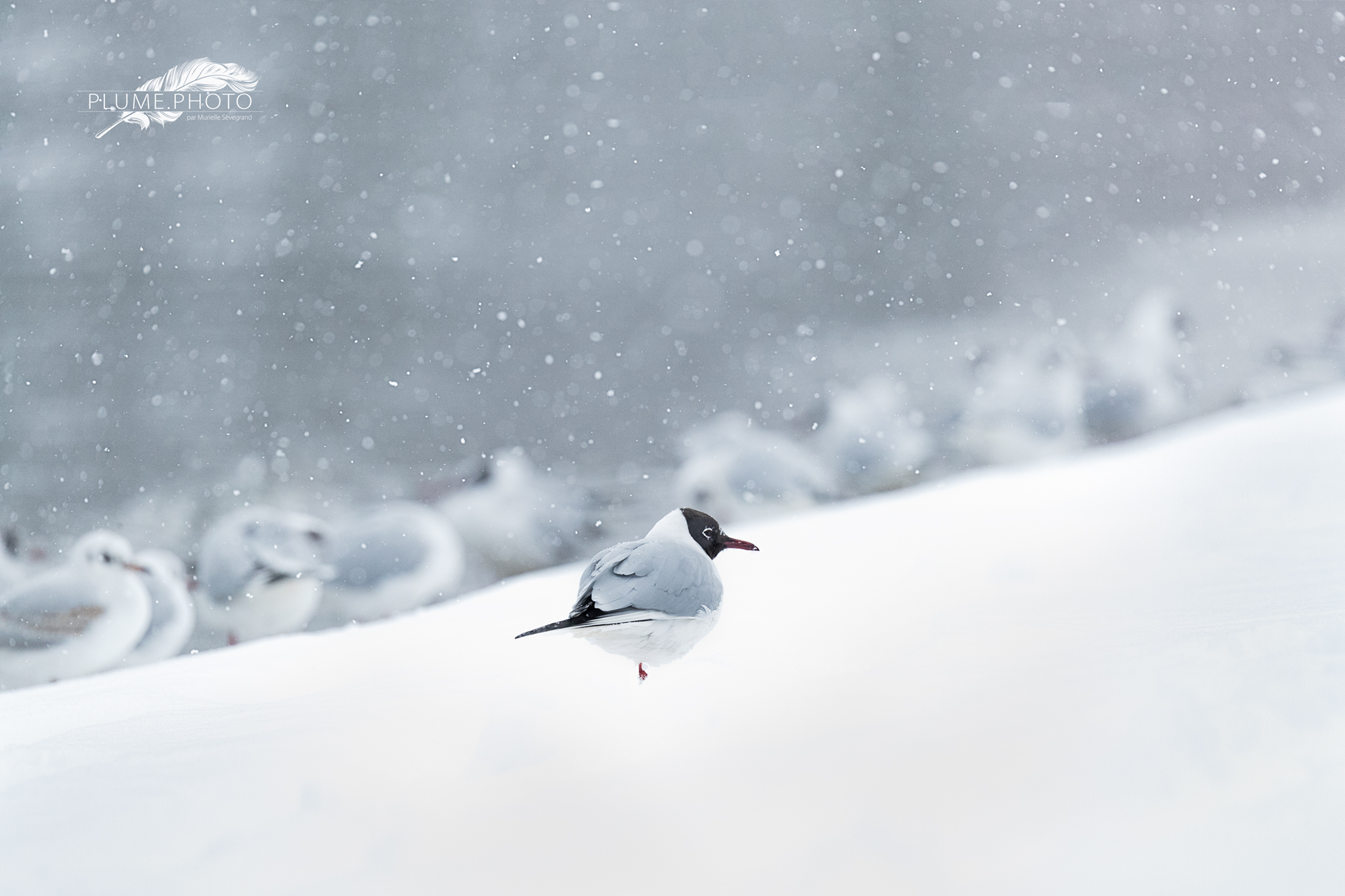 Mouette rieuse fait bande à part - Mars 2018
