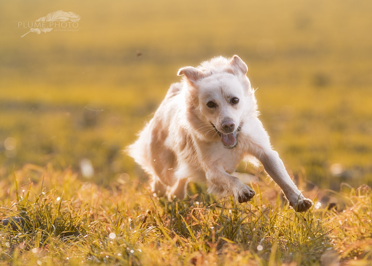 Plume Golden retriever crissier 1200