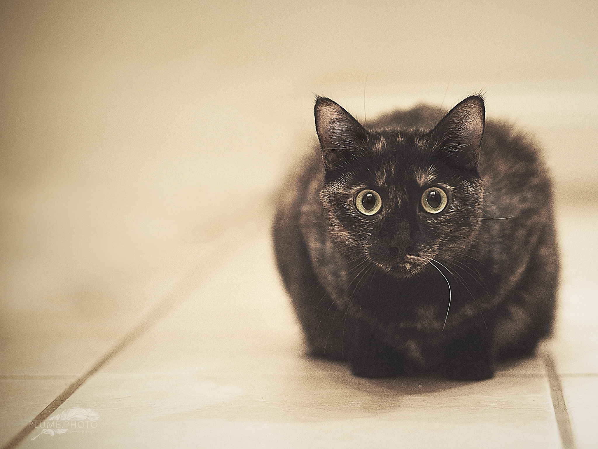 Grisbouille