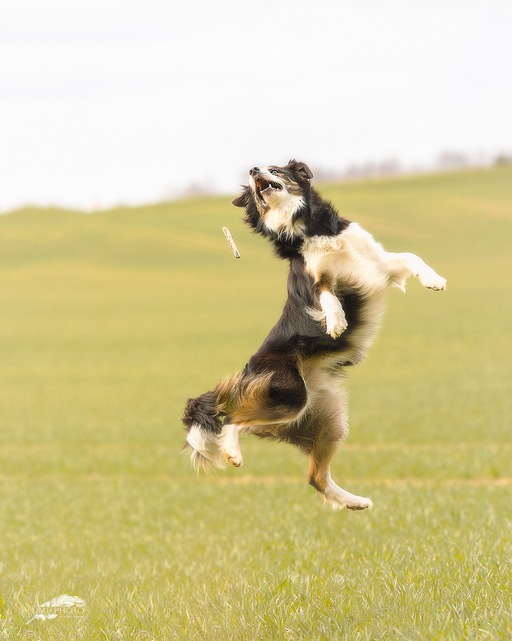 Chien danseur."kinak"