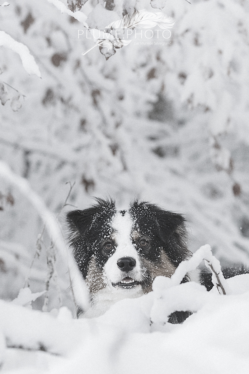 Chien neigeux, chien heureux
