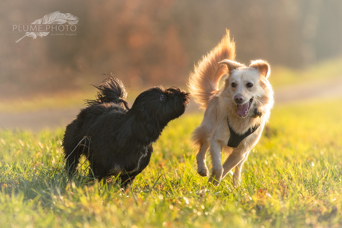 Jeux de chiens