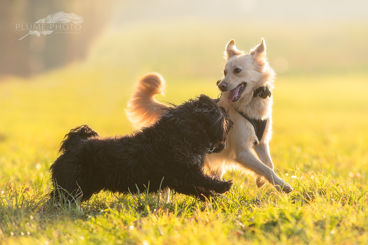 Jeux de chiens