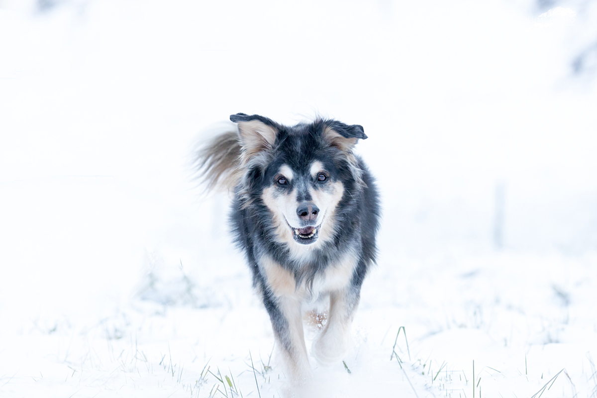 Simplicité et Beauté animale