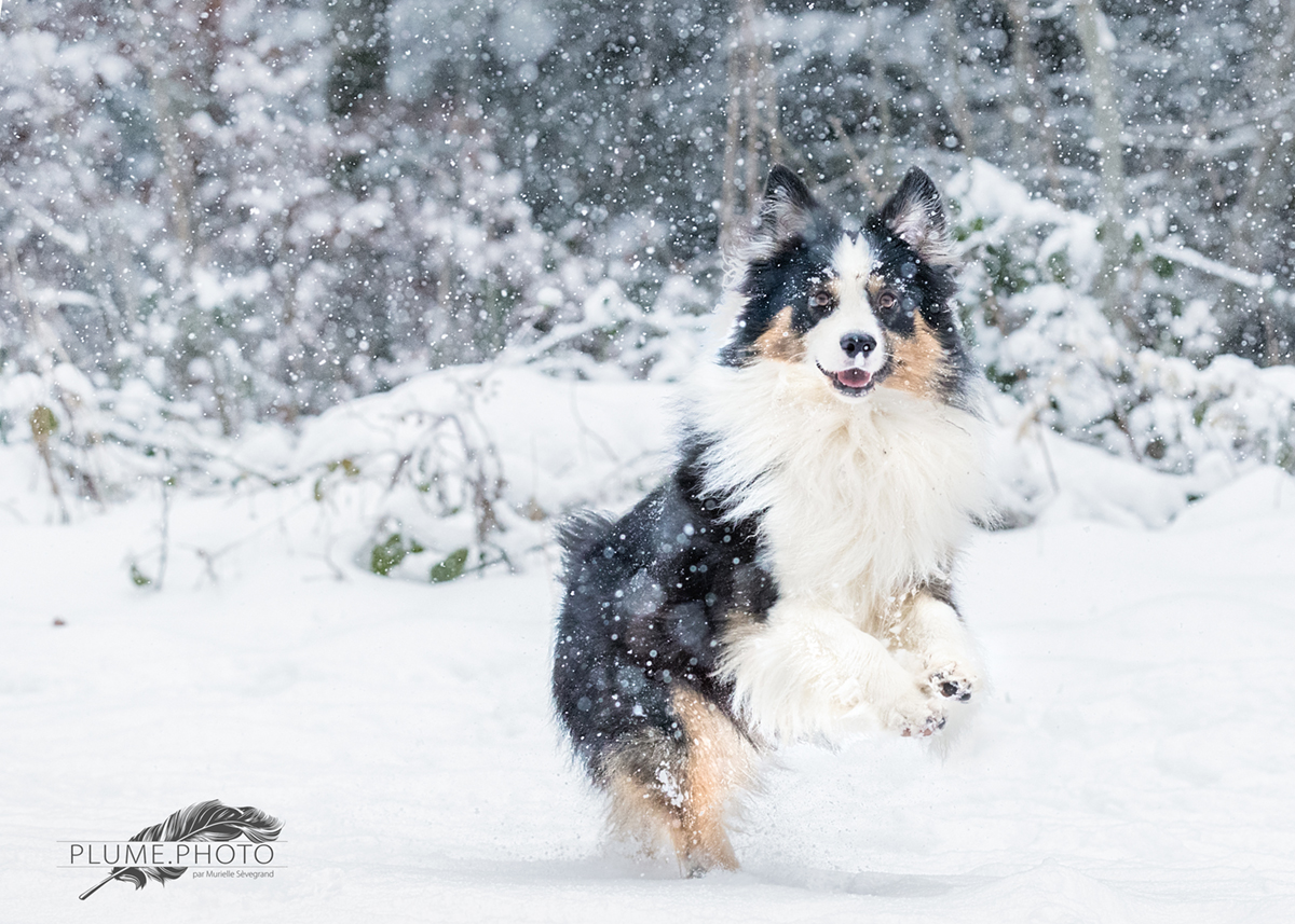 Chien neigeux, chien heureux