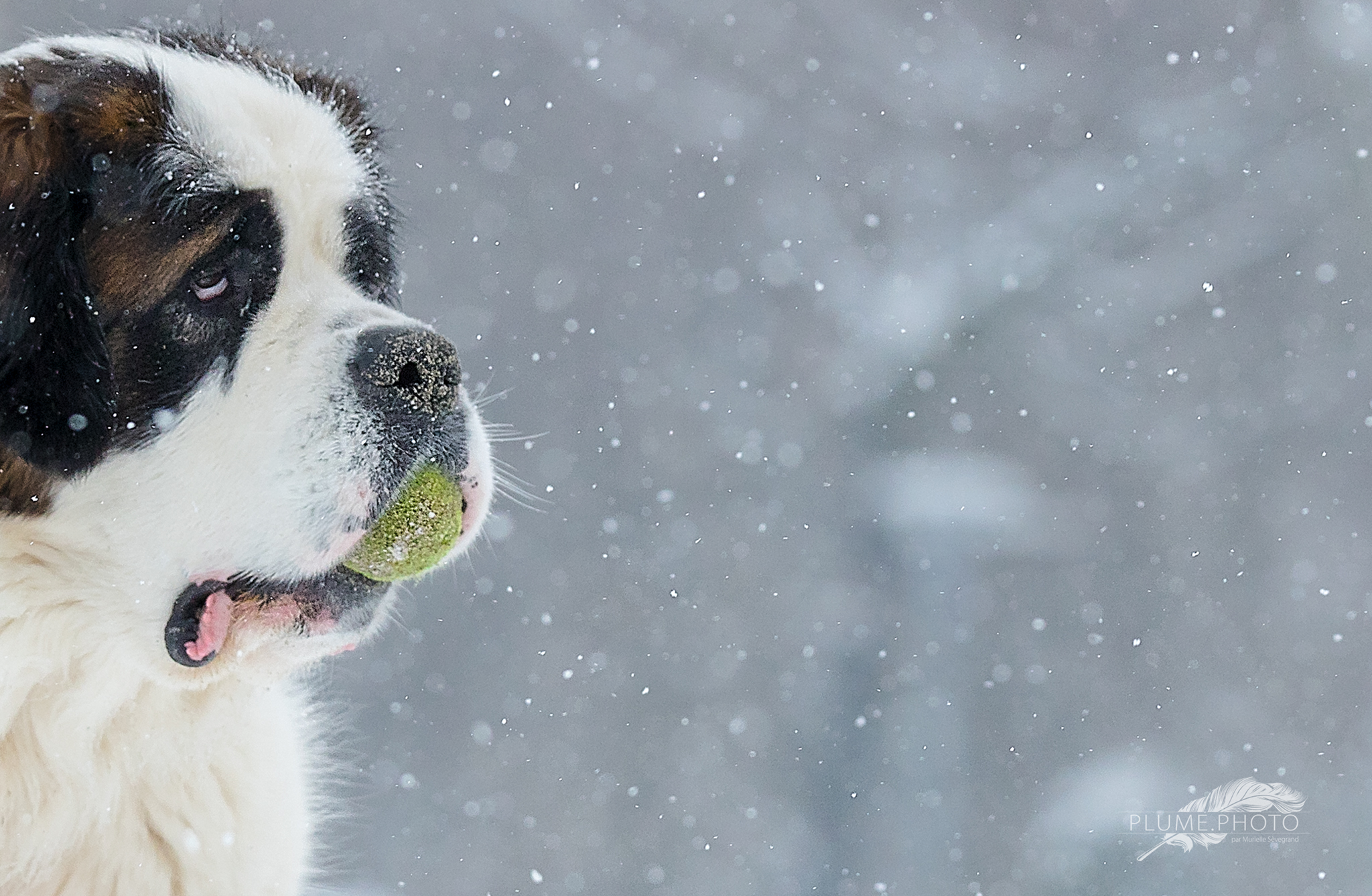 St-Bernard sous la neige- Mars 2018