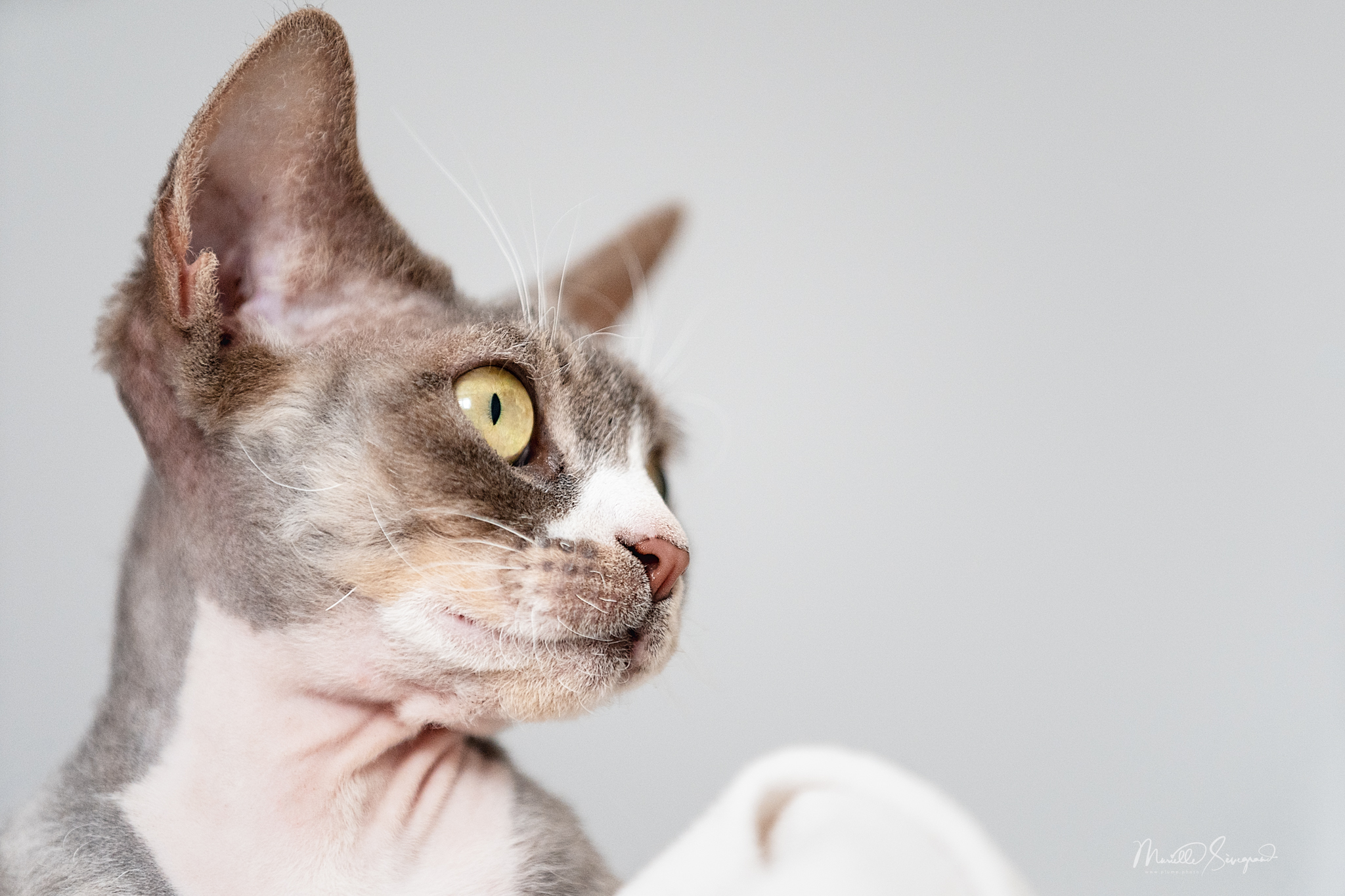 Un drôle de Chat I