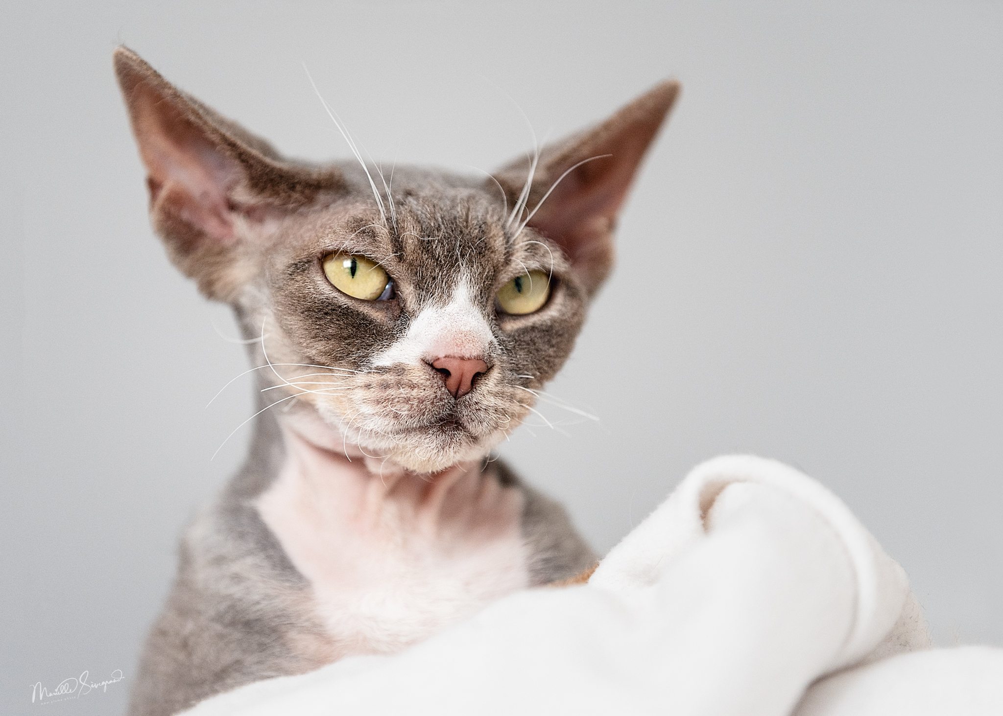 Un drôle de Chat II