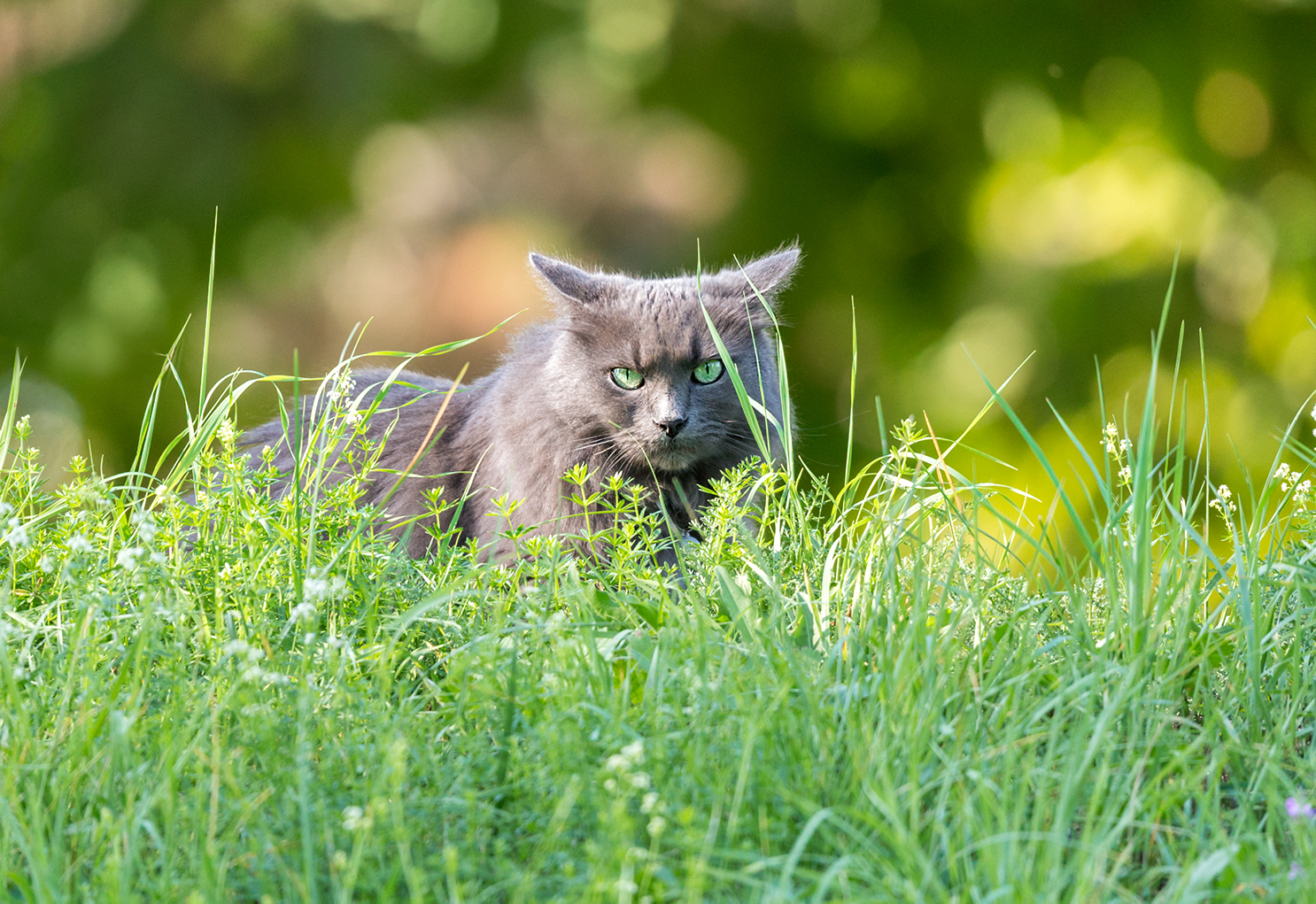 The Cat