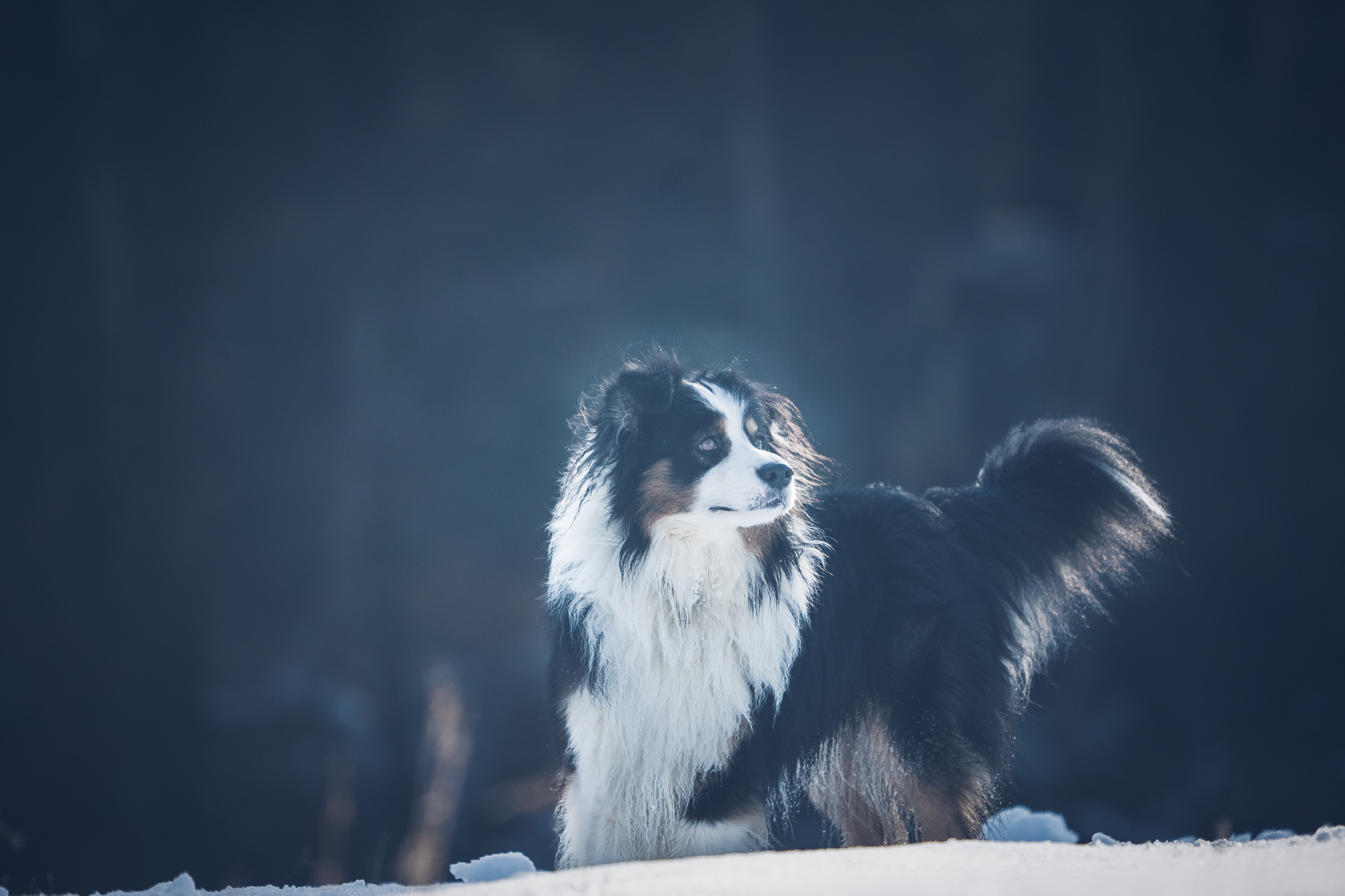 Milky dans la neige
