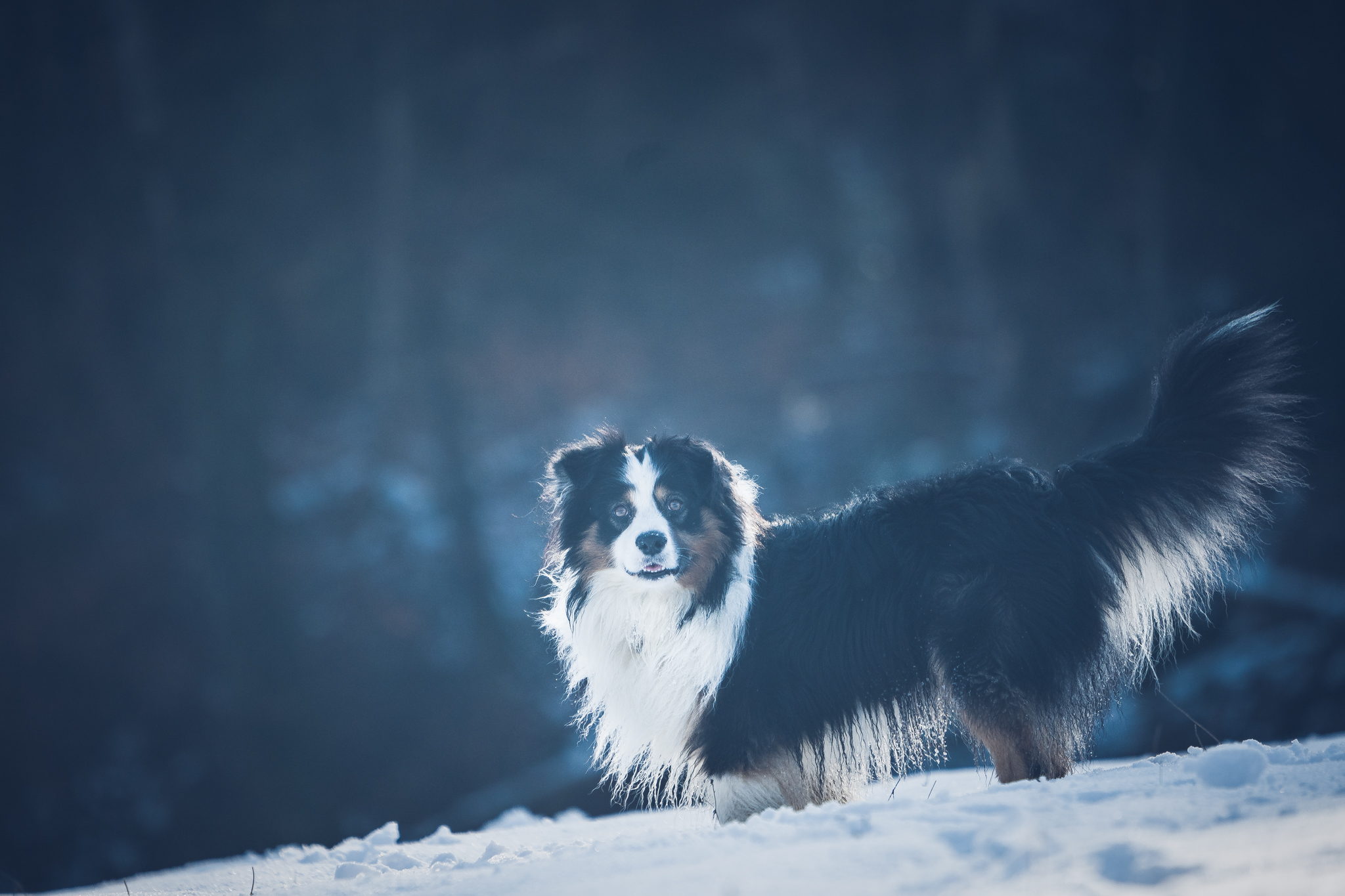 Milky dans la neige